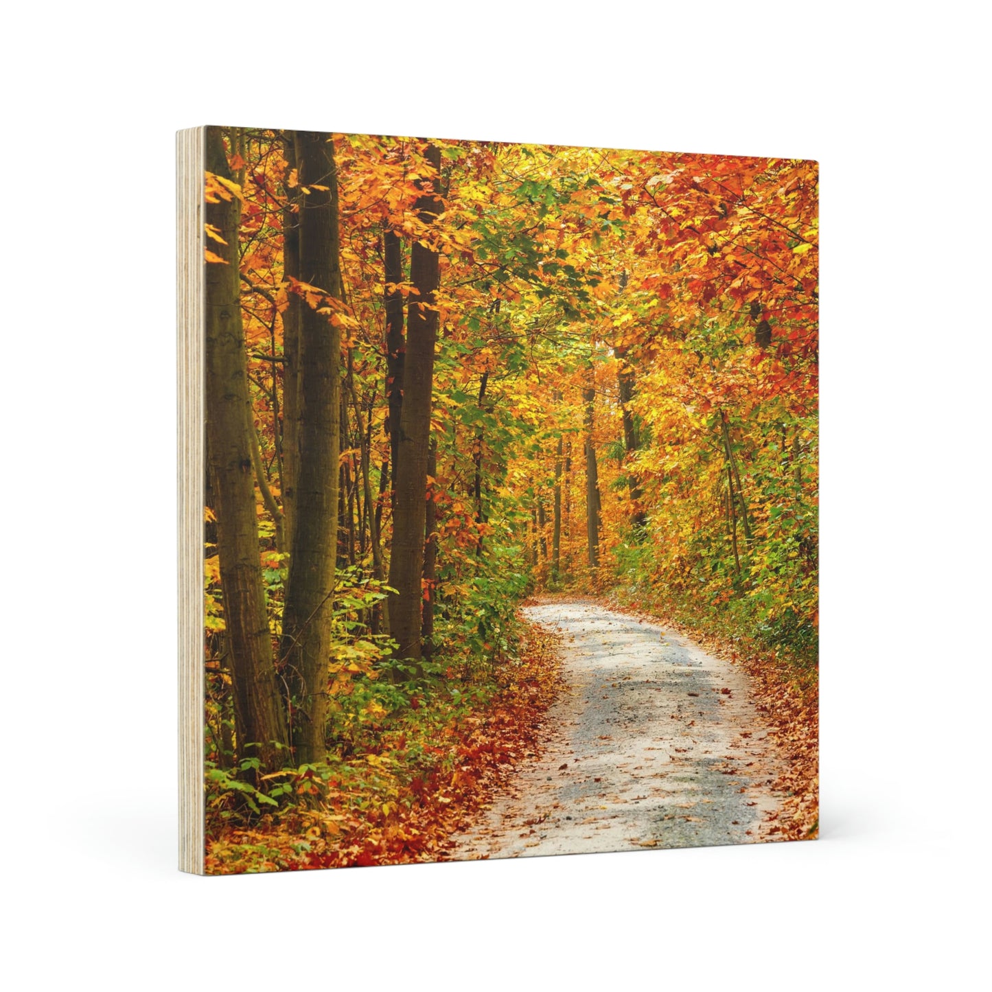 Fall Colors by the Road- Wood Canvas