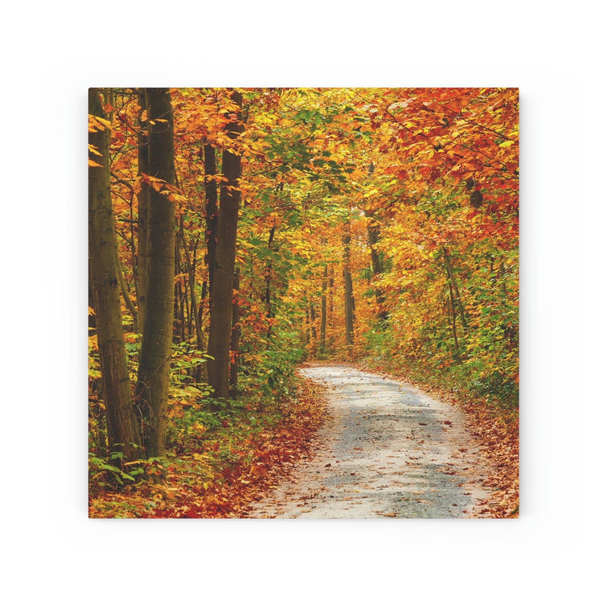 Fall Colors by the Road- Wood Canvas